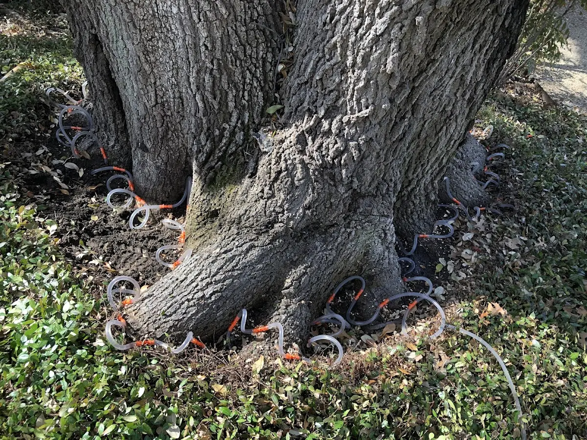 Detailed Tree Cabling and Bracing job site in Reva